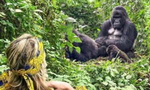 Read more about the article Save Money on Uganda Gorilla Safaris