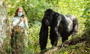 Read more about the article Is Gorilla Trekking Safe