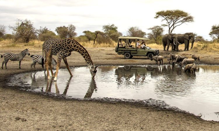Game drive in Tarangire 