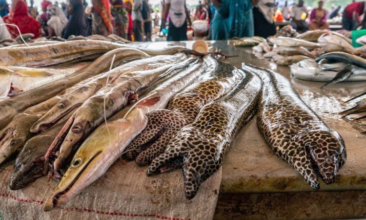Kivukoni Fish Market
