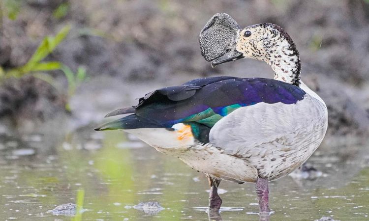 Tarangire National Park Birds