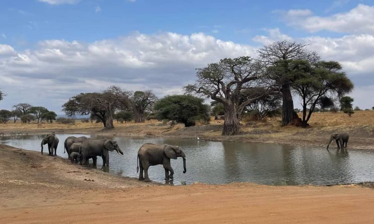 Tarangire National Park