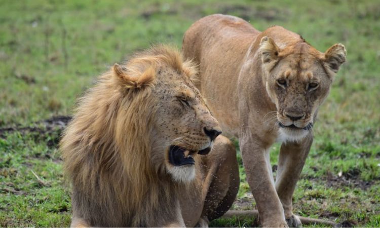 Lion tracking in Queen Elizabeth Park
