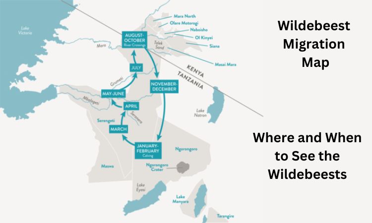 Wildebeest migration map