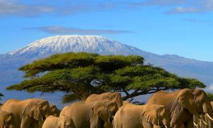 Read more about the article Reasons to Visit Africa