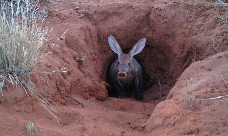 Aardvark Habitat