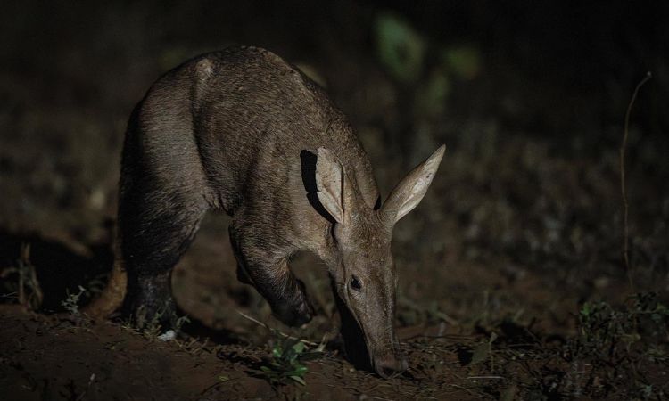 Aardvark