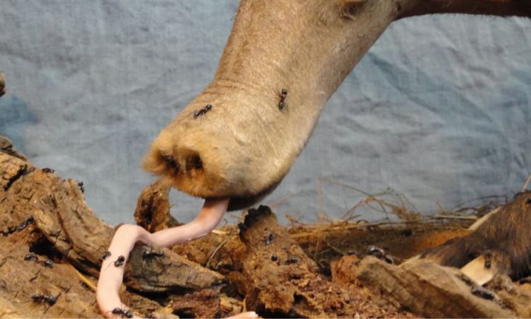 Aardvarks eating Insects