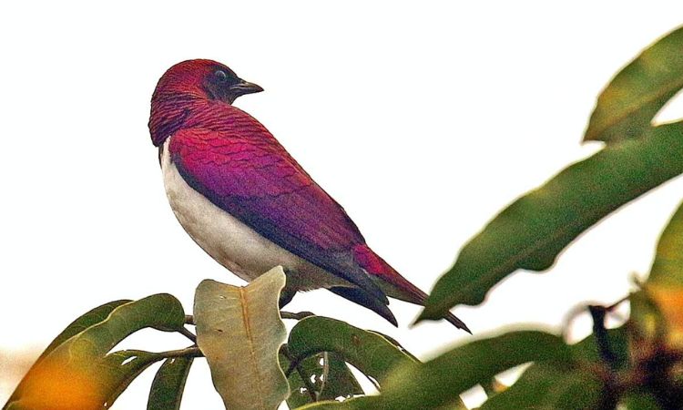 Birds of Birding forest