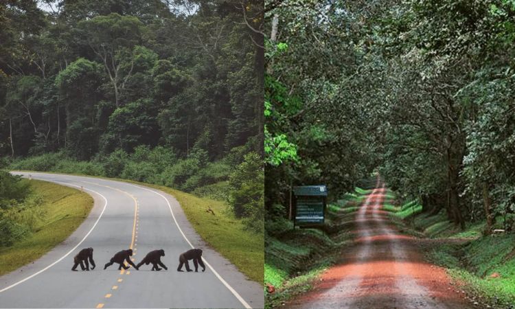 Budongo Forest Reserve Uganda