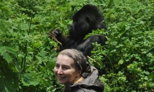 Read more about the article Cheapest Way to See Gorillas