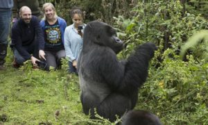Read more about the article Chances Of Seeing Gorillas