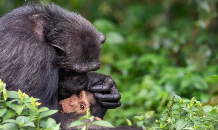 baby chimp