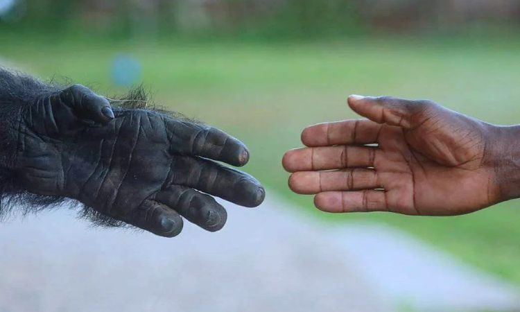 chimpanzee–human last common ancestor