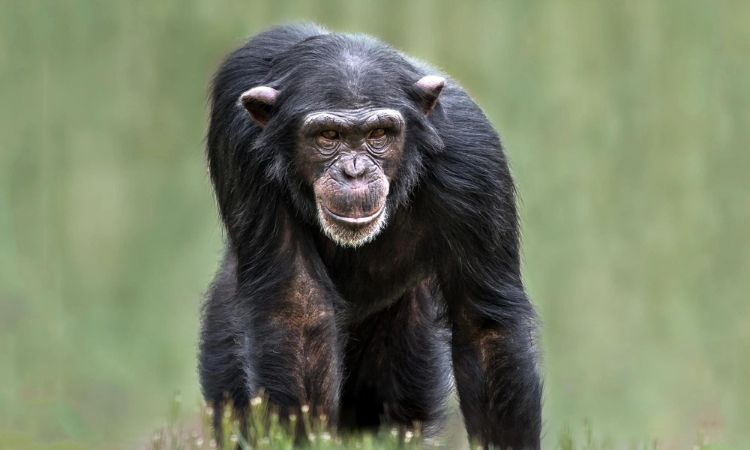 western chimpanzees