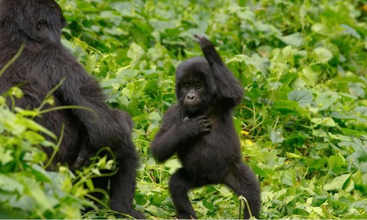 Gorilla Chest Beating