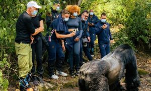 Read more about the article Minimum Age for Gorilla Trekking