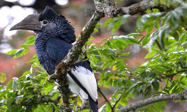 7 Days Rwanda Birding Safari