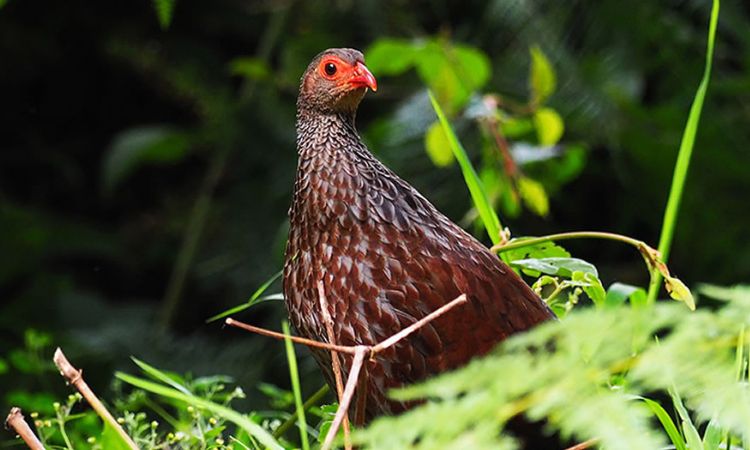 Birding in Rwanda