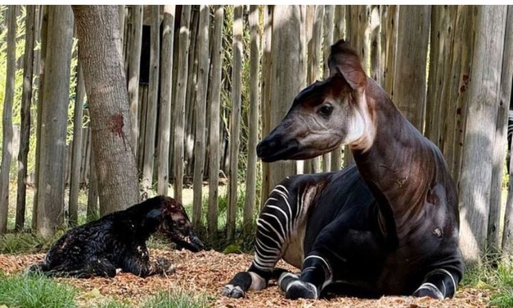 Okapi: Habitat, Diet, & Facts About Africa’s Forest Giraffe