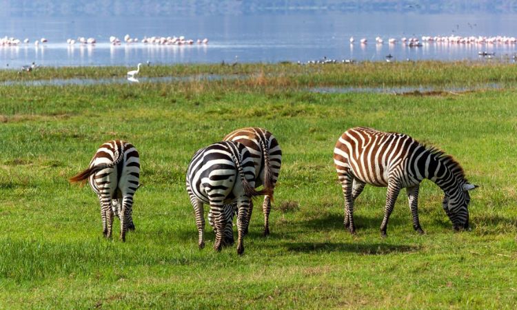 lake nakuru national park animals