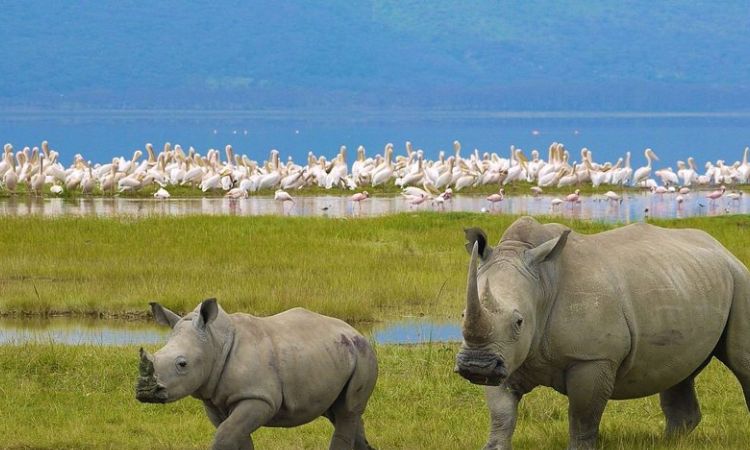 lake nakuru national park photos