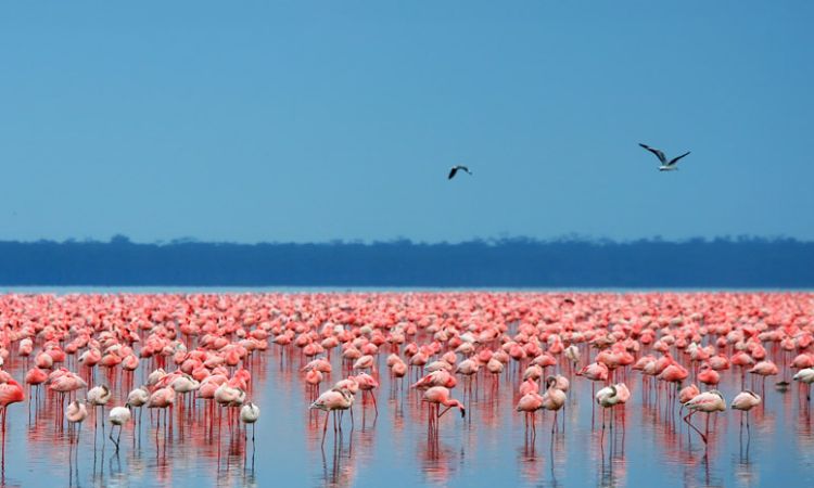 lake nakuru