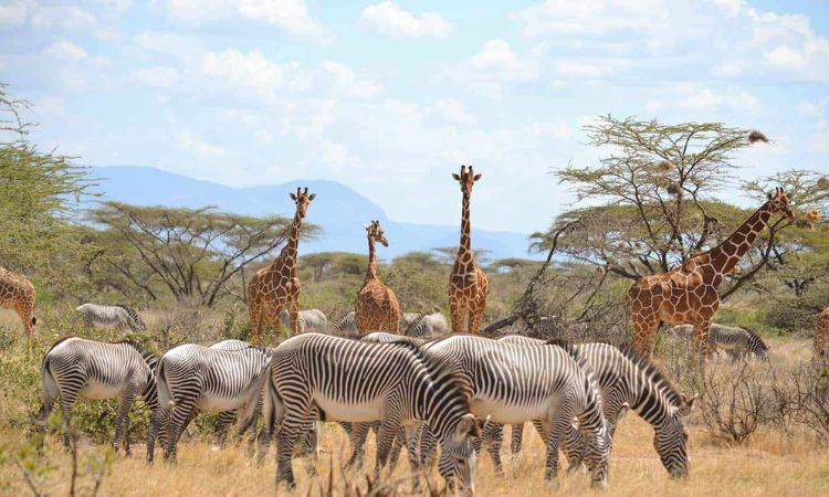 samburu national reserve park fees