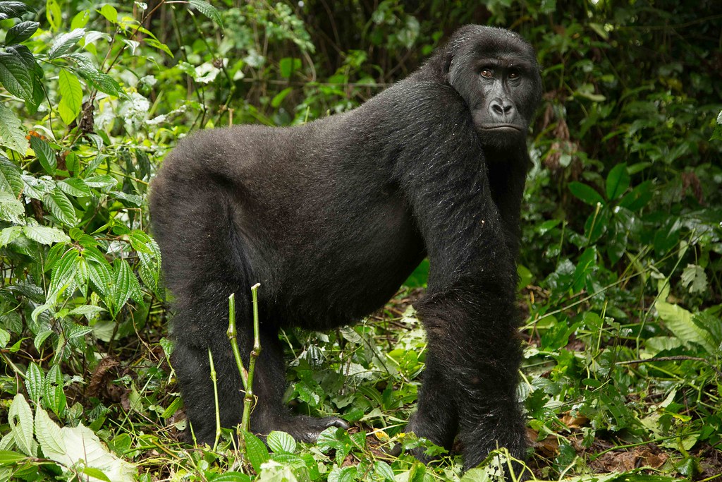 eastern lowland gorilla habitat
