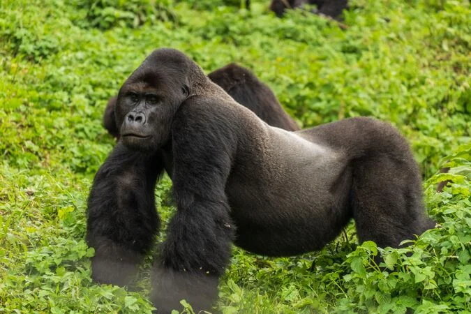 Read more about the article Eastern Lowland Gorilla