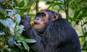 Read more about the article Chimpanzee Trekking Cost Uganda