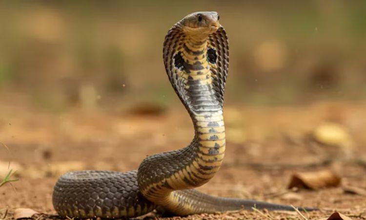 Do snakes have bones