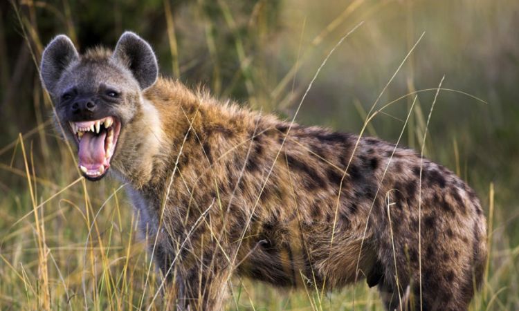 Spotted Hyena