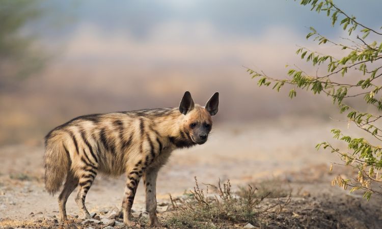 Striped Hyena
