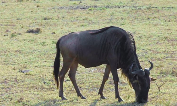 What Do Wildebeest Eat