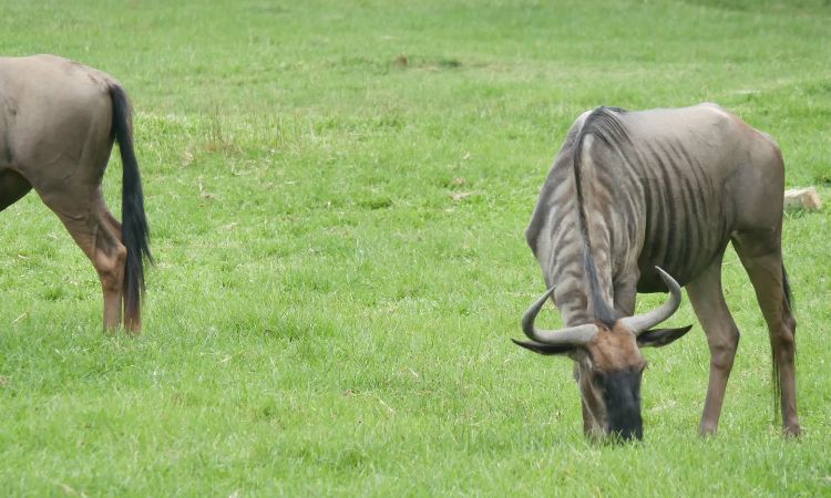 do wildebeest eat meat