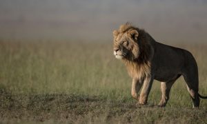Read more about the article Which National Park Is Best in Uganda