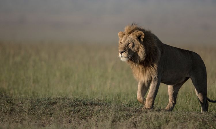 You are currently viewing Which National Park Is Best in Uganda