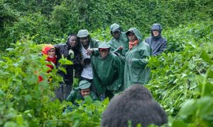Read more about the article Which Gorilla Trekking Sector Is Best in Bwindi