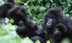 Read more about the article How to Book Gorilla Permits