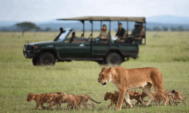 You are currently viewing Uganda Safari vs Tanzania Safari